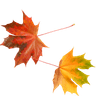 Leaf icon