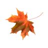 Leaf icon