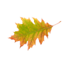 Leaf icon