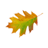 Leaf icon